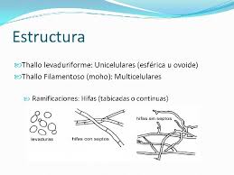 La mucormicosis es una infección producida por un hongo, del género rhizomucor, patógeno que, bajo condiciones de inmunocompromiso como diabetes y sida, produce enfermedad. Hongos Generalidades Importancia Ambiental Participan En La Cadena
