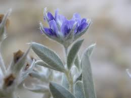 Image result for Psoralea