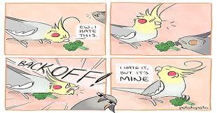 We did not find results for: I Can Has Cheezburger Cockatiel Funny Animals Online Cheezburger
