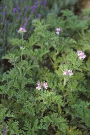 Image result for Pelargonium apetalum