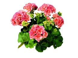 Image result for foto muškáty