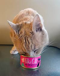 Tiki dog meaty high protein diet small breed grain free food 3 flavor variety 6 can with toy bundle, 2 each: Tiki Dog And Tiki Cat Food Donations Support Shelters In Crisis Help Keep Pets In Foster Homes Fosterfollynews Com