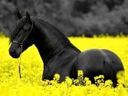 Black And Yellow Flowers Cheval On Pinterest Beaux Chevaux Photos De Chevaux Cheval Brun