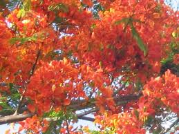 We did not find results for: Orange Mimosa Tree Mimosa Tree Mimosa Plant Flowering Trees