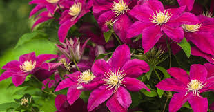 Maybe you would like to learn more about one of these? How To Propagate Clematis In Autumn Summer And Spring At Home With A Photo