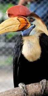 Itulah arti mengapa penduduk dayak. Lembaga Adat Didorong Buat Aturan Penangkapan Burung Enggang Antara News Kalimantan Barat