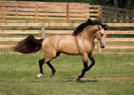 Jun 11, 2021 · set in 1820, a texan fur trapper journeys into the mysterious buckskin woods in the hopes of saving a lost young boy. Buckskin Horse Fotos Facebook