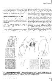 Image result for Pseudocalyx saccatus