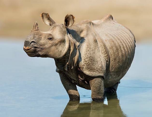 A Conservation Success As Zero Indian Rhinos Were Poached In 2022 Making It  The First Time In 45 Years - World Animal News