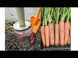 во саду ли в огороде юлия миняева посадка чеснока Ne Sejte Morkov Poka Ne Posmotrite Eto Video Posev Morkovi Super Ideya S Obychnoj Bankoj Youtube