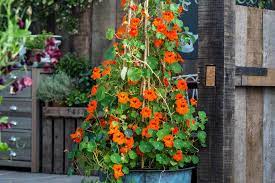 Buy morning glories, moonflowers & other annual flower varieties that grow as vines and climbers in your home garden. Nine Annual Climbers To Grow Bbc Gardeners World Magazine