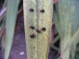 Maybe you would like to learn more about one of these? Yucca Plant Bugs Urban Ipm