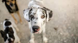 Great dane puppy information resource center including care, training, house breaking, nutrition, training, breeder directories and more. 109 Popular Great Dane Dog Names