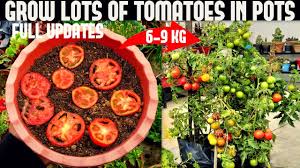 Once the tubes are mostly empty. How To Grow Tomatoes At Home Seed To Harvest Youtube