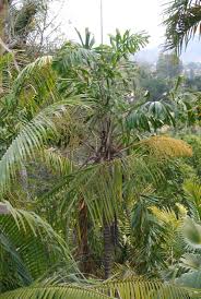 Image result for Aiphanes horrida