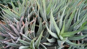 Image result for Habenaria attenuata