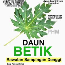 Sediakan tempat untuk menyediakan jus daun betik yang bersih. Ni Hah Kebaikan Sebenar Daun Betik Merawat Denggi