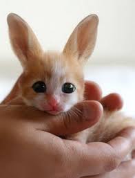 It is, evidently, a mix between a cat and a rabbit, exhibiting features from both species. Cute Animals Google Search Cute Animals Animals Baby Animals