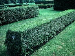 Image result for ligustrum ovalifolium