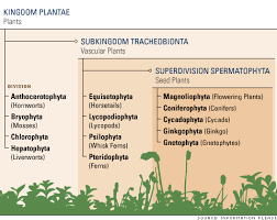 Plant Kingdom Basic Divisions Vascular Plant Plants