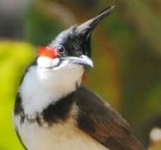 Pikat burung kutilang emas di alam liar menggunakan suara dan pulut lengket. Apa Itu Burung Kutilang Jambul Berikut Penjelasan Lengkap