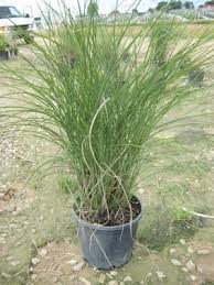 Maiden Grass Tall Grass Landscaping Tall Ornamental Grasses Ornamental Grasses