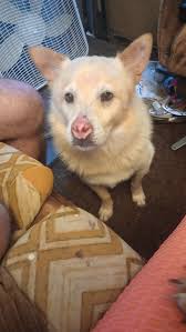 Such adorable deputies and the humans are cool too