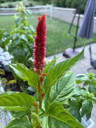 Image result for Celosia pandurata