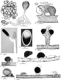 Image result for Heteromorpha sp. agg.