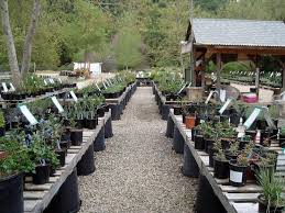 The Retail Section Of Our Native Plant Nursery It Is Set Up For You To Cruise Garden Plant Nursery Plants Garden Nursery