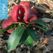 Image result for Sterculia rogersii