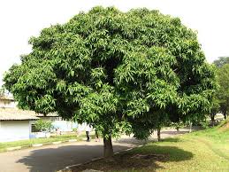 Image result for Mangifera