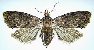 Image result for Lettowianthus stellatus