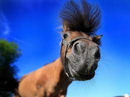 People always need reasons to brighten up their moods and these pictures will give them the reason to brighten. Funny Horse Quotes And Images To Make You Laugh Enkiquotes