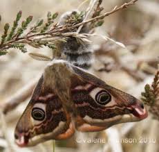 Pin On Moths