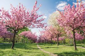 Firstly, because these cherry blossom trees are planted at one of the most historically significant places where the berlin wall once stood. Cherry Blossoms In Germany