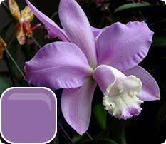 Pin On Orchids Majestic Beauty