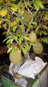 Pokok pendek dan terus berbuah. Sapa Berminat Menjual Benih Online Terbesar Di Malaysia Facebook
