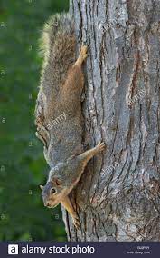 Download This Stock Image Eastern Fox Squirrel Sciurus Niger Climbing Down Tree Trunk Maple Acer Species E Usa Gj2 Fox Squirrel Squirrel Cute Raccoon