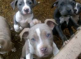 It has a lot of stamina and makes a good watchdog. Free Baby Pitbull Puppies Pitbull Puppies
