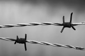 Barbed Wire S History Entangled In War Farm And Dairy