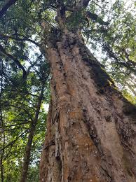 Image result for Scolopia mundii