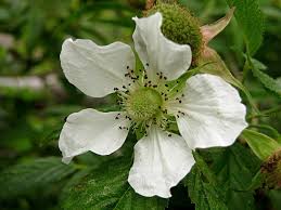 Image result for Rubus rosifolius