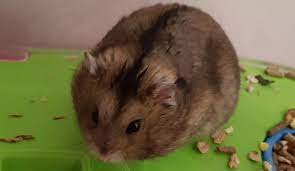 Why Your Syrian Hamster Is Making A Squeaking Noise Syrian Hamster Hamster Loud Noises
