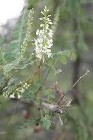 Image result for Polystachya bennettiana