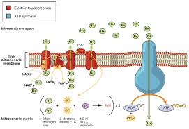 Cellular Respiration And Fermentation Ch 9 Biological Sciences 1010 With Jones At Electron Transport Chain Cellular Respiration Oxidative Phosphorylation