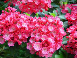Caryopoteris is tough and resilient in times of drought, but looks its best with regular moisture; 20 Tall Shrubs For Shade Gardens