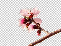 It grows in even the worst conditions. Flower Apricot Png Clipart Apricot Flower Apricot Tree Blossom Branch Cherry Free Png Download