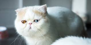 Female cat names male cat names exotic cat names cool, nerdy, funny & cute names by breed names by color caring for your cat. White Cat Breeds Daily Paws