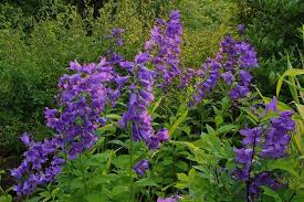 Campanula Latifolia Brantwood Plants Herbaceous Perennials Flowers Perennials